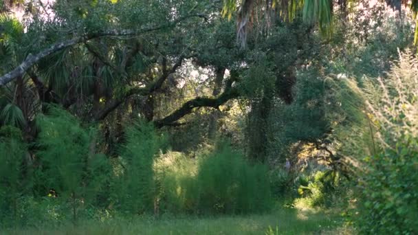 Floryda Subtropikalna Dżungla Zielonymi Palmami Dziką Roślinnością Południowych Stanach Zjednoczonych — Wideo stockowe