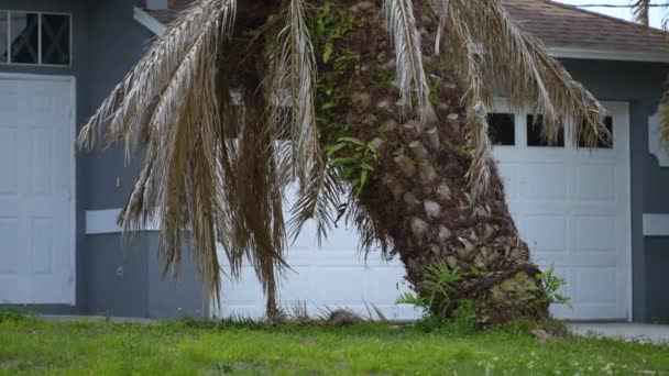 Palma Morta Sradicata Dopo Uragano Ian Sul Cortile Casa Florida — Video Stock