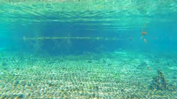 Florida Springs Underwater Barren Landscape Fresh Water Vegetation Riverbed Beautiful — Stock Video