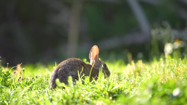 フロリダの裏庭で草を食べる灰色の小さなウサギ 自然の中で野生ウサギ — ストック動画