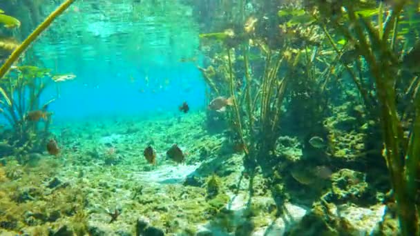 Tropical Underwater Nature Florida Springs Underwater Exotic World Swimming Fish — Stock Video