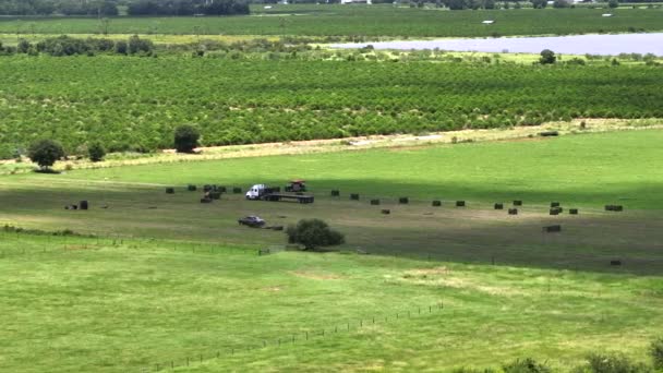 Landbouwarbeiders Laden Hooibalen Met Vorkheftrucks Een Laadwagen Voor Rundveevoer Centraal — Stockvideo