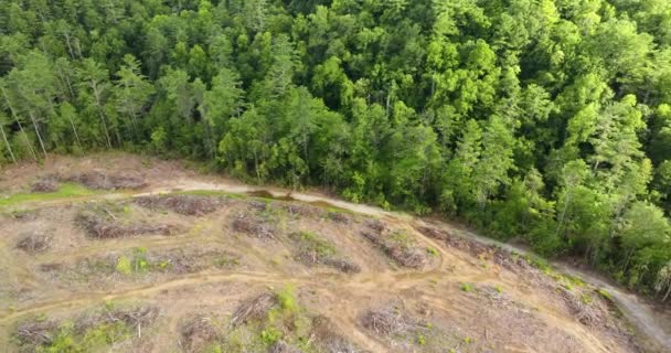 Erdőirtás Csupasz Foltok Eredményeként Kivágott Erdők Észak Karolina Appalache Erdőben — Stock videók