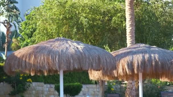 Detail Straw Shade Umbrellas Seaside Tropical Resort Summer Vacations Getaway — Stock Video