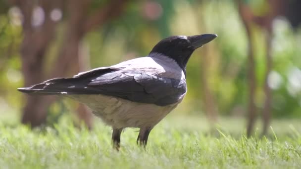 Μαύρο Άγριο Κοράκι Πουλί Ψάχνει Για Φαγητό Στο Πράσινο Γκαζόν — Αρχείο Βίντεο