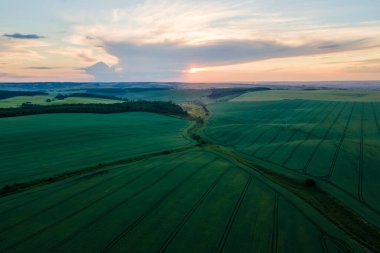 Yaz mevsiminde ekinlerin yetiştiği yeşil tarım arazileri. Tarım ekili tarla. Tarım ve tarım endüstrisi.