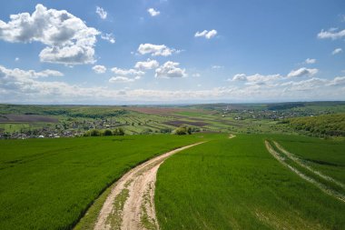 Yaz mevsiminde ekili tarım tarlaları, büyüyen ekinler. Yeşil tarlalar. Tarım ve tarım endüstrisi.
