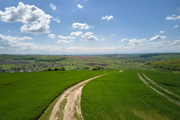 Yaz mevsiminde ekili tarım tarlaları, büyüyen ekinler. Yeşil tarlalar. Tarım ve tarım endüstrisi.