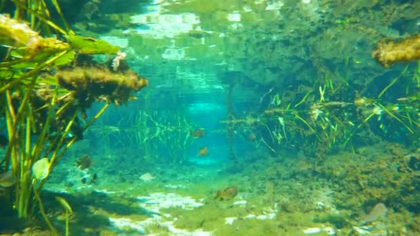 Tropikalna Podwodna Natura Florydy Alexander Springs Podwodny Egzotyczny Świat Pływającymi — Wideo stockowe