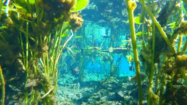 Тропическая Подводная Природа Флориды Подводный Экзотический Мир Плавающей Рыбой Зеленой — стоковое видео