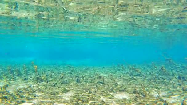 Флорида Порождает Природу Подводный Вид Голое Дно Реки Пресноводной Растительностью — стоковое видео