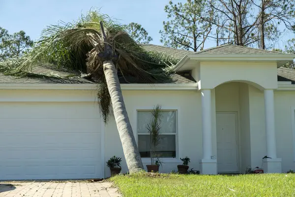 Hurrikan Beschädigt Ein Hausdach Florida Umgestürzter Großer Baum Nach Tropenstürmen Stockbild