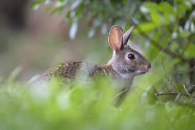 Gri küçük tavşan yaz tarlasında ot yiyor. Vahşi tavşan doğada.