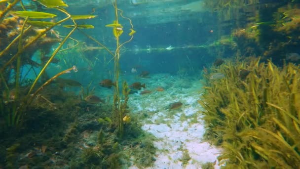 Florida Alexander Springs Underwater Wildlife Fresh Water Vegetation Wild Fish — Stock Video