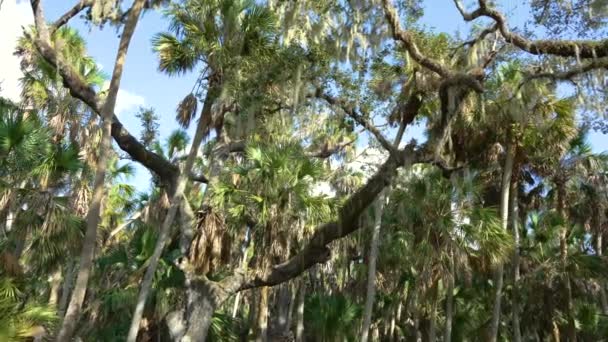 Florida Szubtrópusi Dzsungelek Spanyol Mohával Élő Tölgyfákon Zöld Tenyereken Vad — Stock videók