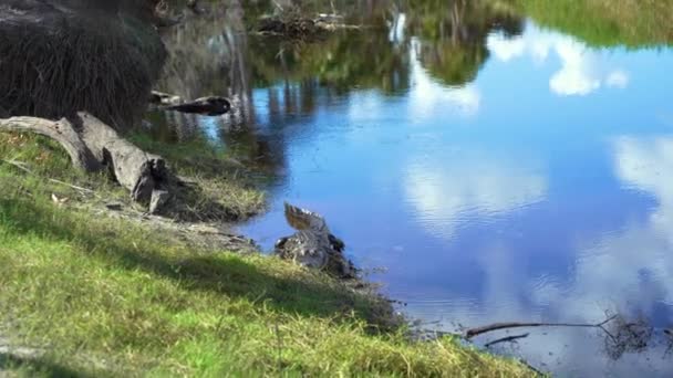 Κοντινό Πλάνο Του Αμερικανικού Αλιγάτορα Στηρίζεται Λίμνη Γλυκού Νερού Όχθη — Αρχείο Βίντεο