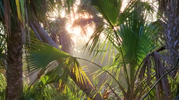 Las Deszczowy Florydy Zielonymi Palmami Dziką Roślinnością Gęsty Ekosystem Lasów — Wideo stockowe