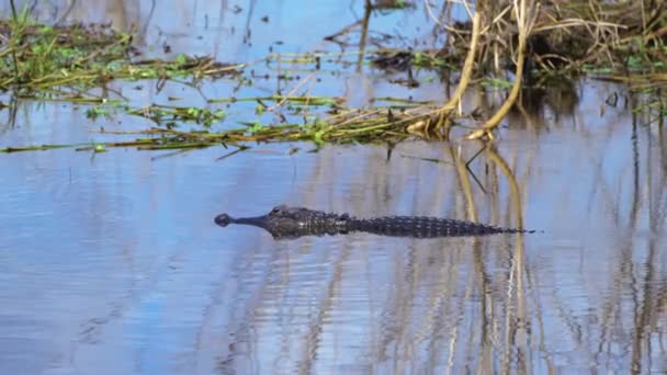Zbliżenie Amerykańskiego Aligatora Pływającego Jeziorze Słodkowodnym Florydzie Usa — Wideo stockowe