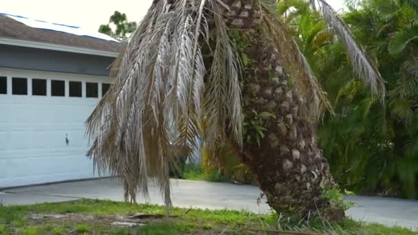 Droge Dode Palmboom Florida Home Achtertuin Ontworteld Orkaan — Stockvideo