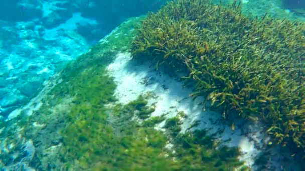 Florida Pramení Pod Mořskými Jeskyněmi Sladkovodní Vegetace Divoké Ryby Krásná — Stock video