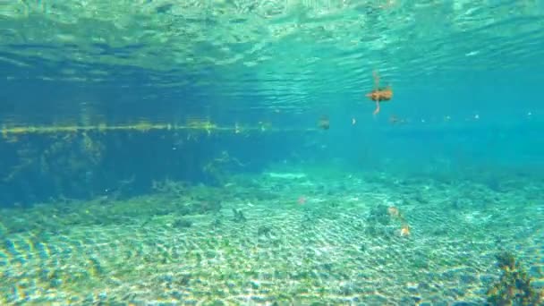 Underwater Barren Wildlife Florida Springs Beautiful Tropical Nature Fresh Water — Stock Video