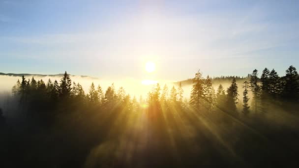 Csodálatos Természeti Táj Fényes Napsugarak Ragyog Keresztül Lucfenyő Fák Hegyi — Stock videók