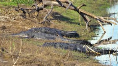 Amerika 'nın Florida kentindeki tatlı su gölü kıyısında dinlenen Amerikan timsahının yakın çekimi..