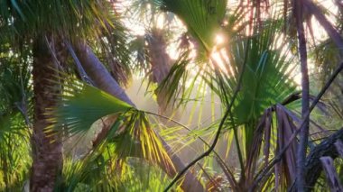Tropik yağmur ormanları ekosistemi. Güney Amerika 'da yeşil palmiye ağaçları ve vahşi bitki örtüsü olan Florida ormanları..