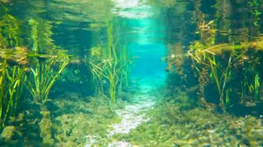 Florida 'daki su altı vahşi yaşam kaynakları. Tatlı su bitkisi ile güzel tropikal doğa.