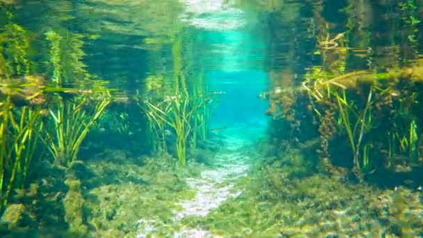 Podwodne Dzikie Ryby Florydzie Piękna Tropikalna Przyroda Roślinnością Słodkowodną — Wideo stockowe
