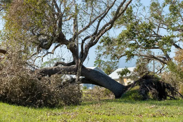 Fallen down tree after hurricane in Florida. Consequences of natural disaster.