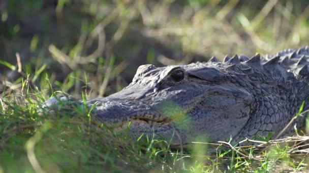 Alligator Floridas Naturliga Miljö Reptilrovdjur Infödda Usa Söder Flodbanken Florida — Stockvideo