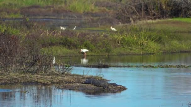 フロリダの自然環境のアリゲーター フロリダ湿地の川岸に南アメリカに生息するレプティリアン捕食者 — ストック動画