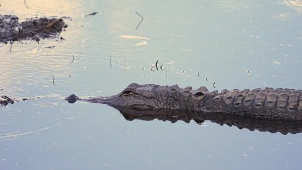 Amerikaanse Alligator Zwemmen Meer Water Florida Wetlands Reptielenjager Afkomstig Uit — Stockvideo
