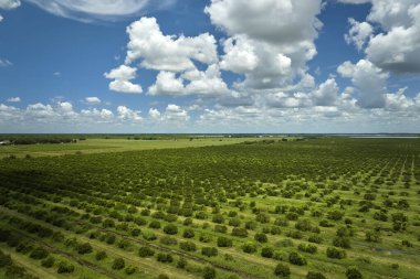 Florida 'da portakal bahçesi kırsal alanlarda güneşli bir günde yetişen narenciye ağaçları.