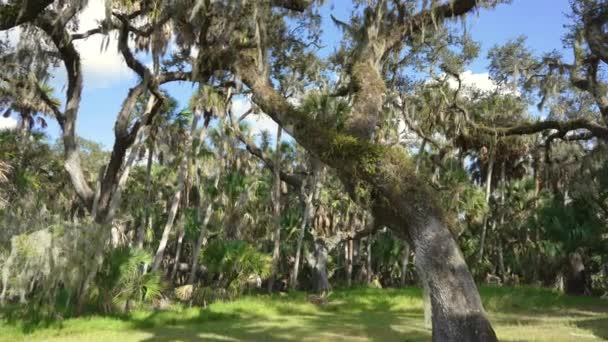 Güzel Tropikal Doğa Güney Florida Yeşil Palmiye Ağaçları Vahşi Bitki — Stok video