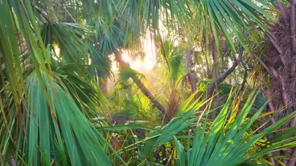Floridský Deštný Prales Zelenými Palmami Divokou Vegetací Hustý Tropický Lesní — Stock video