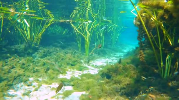 Floryda Wypływa Pod Wodą Świeża Roślinność Wodna Dzikie Ryby Piękna — Wideo stockowe