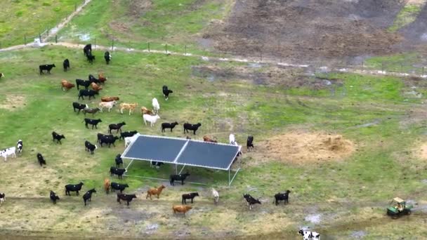 Avludaki Sığırlara Bakarken Atv Dörtlü Bisikleti Süren Kovboylar Çiftlikteki Samanla — Stok video