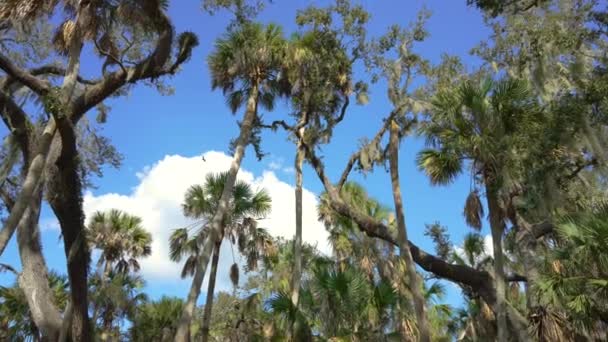 Флоридские Джунгли Зелеными Пальмами Живые Дубы Покрытые Испанским Мхом Плотная — стоковое видео