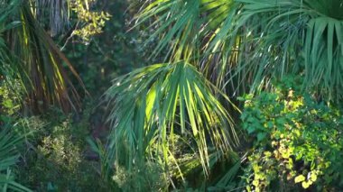 Güney Amerika 'da yeşil palmiye ağaçları ve vahşi bitki örtüsü olan Florida subtropikal ormanları. Yoğun yağmur ormanları ekosistemi.
