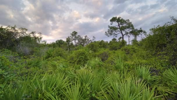 Floride Jungles Subtropicales Avec Des Palmiers Verts Végétation Sauvage Dans — Video