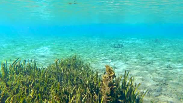 Podwodne Dzikie Zwierzęta Florydzie Piękna Tropikalna Przyroda Roślinnością Słodkowodną — Wideo stockowe