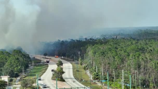 消防署はフロリダ州のジャングルの森で激しく燃えている野火を消火します 森に炎を降ろそうとする緊急消防士 — ストック動画