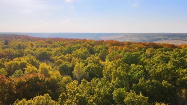 Vista Aérea Floresta Exuberante Com Copas Coloridas Florestas Outono Dia — Vídeo de Stock