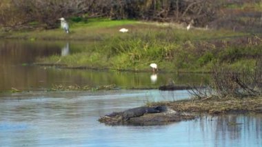 Florida sulak alanlarındaki göl kıyısındaki Amerikan timsahı. Amerika 'nın güneyinde yaşayan sürüngen yırtıcı.