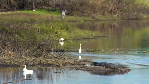 Jacaré Americano Habitat Natural Réptil Perigoso Descansando Margem Lago Água — Vídeo de Stock