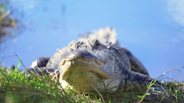 フロリダ湿地の湖岸にあるアメリカのアリゲーター 南アメリカ原産のレプティリアン捕食者 — ストック動画