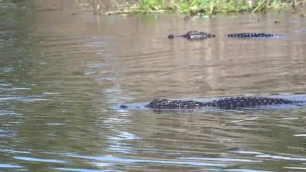 Close Van Amerikaanse Alligator Zwemmen Zoet Water Meer Florida Verenigde — Stockvideo