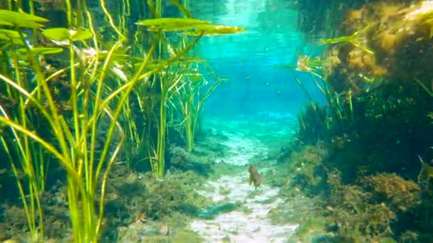 Флорида Поєднує Природу Підводна Дика Природа Прісною Водною Рослинністю Дикою — стокове відео